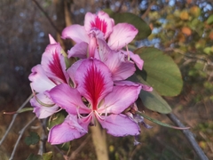 Bauhinia variegata