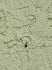 Stenolophus teutonus