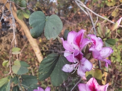 Bauhinia variegata