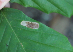Phyllonorycter maestingella