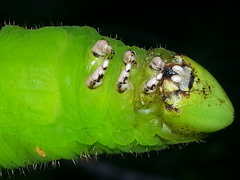 Cocytius antaeus
