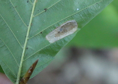 Phyllonorycter maestingella