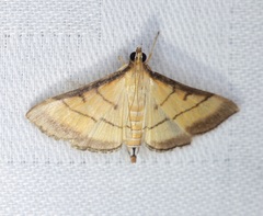 Cnaphalocrocis medinalis