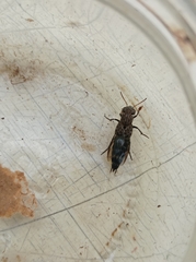 Ontholestes murinus