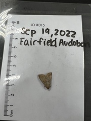 Hypenodes fractilinea