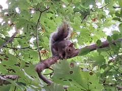 Sciurus carolinensis