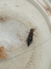 Ontholestes murinus