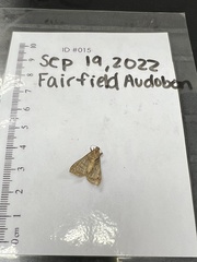 Hypenodes fractilinea