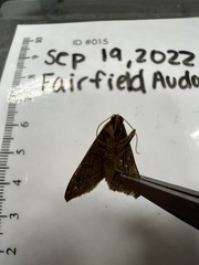 Hypenodes fractilinea