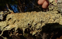 Flavoparmelia rutidota
