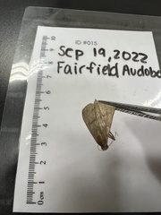 Hypenodes fractilinea