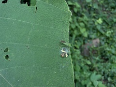 Phrynarachne ceylonica