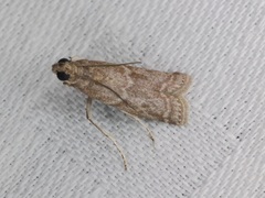Ectomyelois ceratoniae
