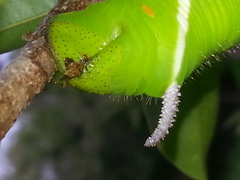 Cocytius antaeus