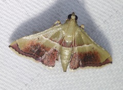 Endotricha repandalis