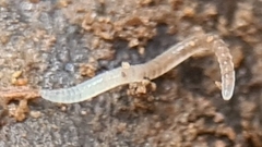 Enchytraeidae