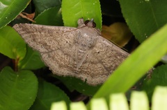 Ericeia subcinerea