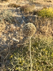 Allium ampeloprasum