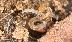Enchytraeidae