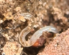 Enchytraeidae