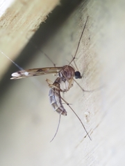 Sciaroidea