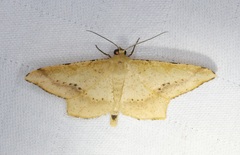Krananda falcata