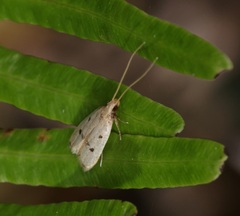 Lecithocera aulicousta