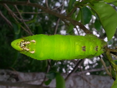 Cocytius antaeus
