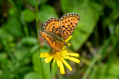 Boloria euphrosyne