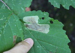 Cameraria hamameliella