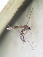 Sciaroidea