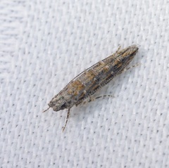 Metharmostis multilineata