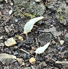 Lepismatidae