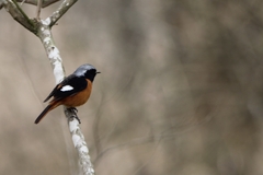 Phoenicurus auroreus
