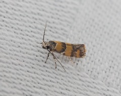 Promalactis lobatifera