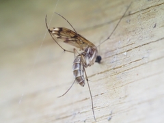 Sciaroidea