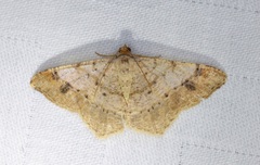 Psamatodes abydata