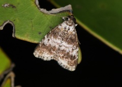 Salma ridiculalis