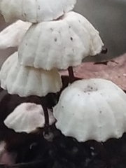 Marasmius rotula