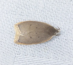 Scythropiodes