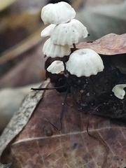 Marasmius rotula