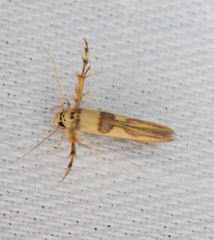 Stathmopoda