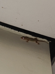 Gehyra mutilata