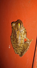 Boana crepitans