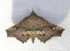 Throana pectinifer