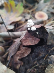 Marasmius rotula