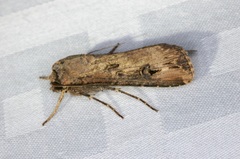 Agrotis ipsilon