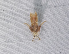 Ashibusa