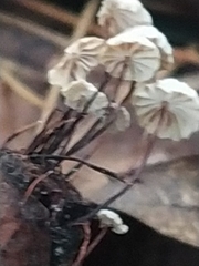 Marasmius rotula
