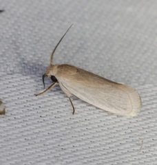 Athrypsiastis salva